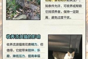梦到大猫带着小猫2025年06月03日是什么预示