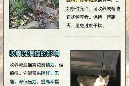 梦到大猫带着小猫2025年06月03日是什么预示
